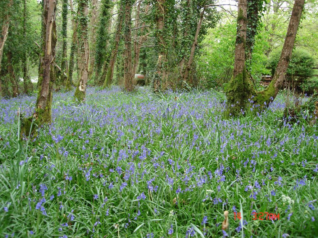 Gleann Fia Country House Killarney Extérieur photo